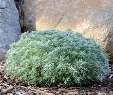 Image result for Artemisia schmidtiana Nana