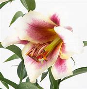 Image result for Lilium Passion Moon