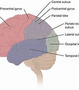 Image result for Memory in the Brain