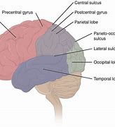 Image result for Memory Side of Brain
