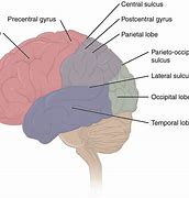 Image result for Human Brain Memory Storage