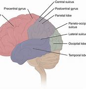 Image result for Anatomy of Memory