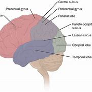 Image result for Structure of Memory