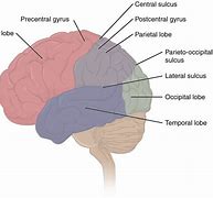 Image result for What Part of the Brain Stores Memory