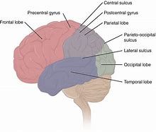 Image result for How Memory Works Brain
