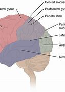 Image result for Human Memory