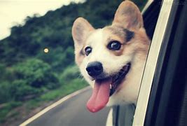 Image result for 1080X1080 Funny Dog