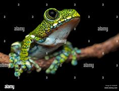 Image result for Peacock Tree Frog