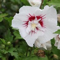 Image result for Hibiscus syriacus   Red Heart