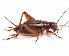 Image result for Cricket the Bug