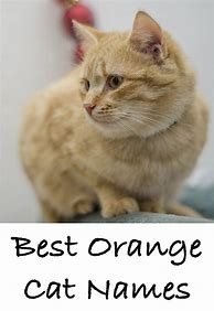 Image result for Orange Cat Names Girl