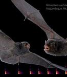 Image result for Bat Species Identification