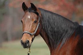 Image result for Free Horses