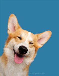 Oh that corgi smile / 500px | Funny dog photos, Animal photography, Dog ...