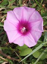 Image result for Ipomoea Pes-Caprae