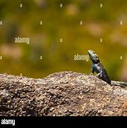 Image result for Blue-headed Lizard South Africa