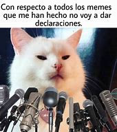 Image result for Gato Mira Con Desprecio Meme