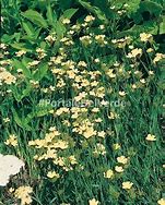 Dianthus knappii-साठीचा प्रतिमा निकाल
