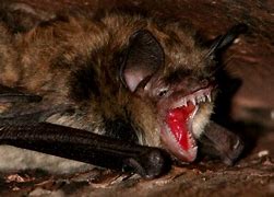 Image result for Scar Bat
