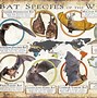 Image result for Bat Species Chart