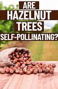 Image result for Self-Pollinating Nut Tree