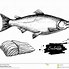Image result for Salmon Fishing Background Vector