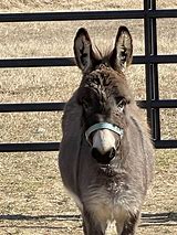 Image result for Donkey Breeders