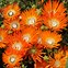 Image result for Lampranthus aureus Orange