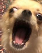 Image result for Dog Shouting Meme