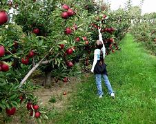 Image result for Apple-Picking Images