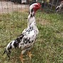 Image result for Blaziken Chicken