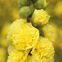 تصویر کا نتیجہ برائے Alcea rosea double yellow