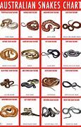 Image result for Australian Snake Chart