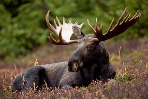 Image result for Bull Moose