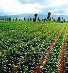 Image result for site:www.china.org.cn