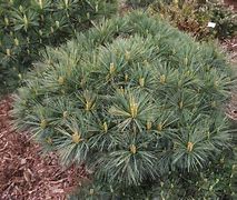 Pinus strobus Mary Butler に対する画像結果