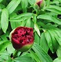 Billedresultat for Paeonia officinalis rubra plena