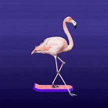 Image result for Flamingo Fight GIF