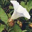 Image result for calystegia_sepium