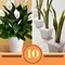 Image result for Identify House Plants