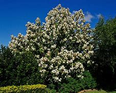 Résultat d’images pour Magnolia grandiflora Exmouth