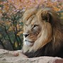 Image result for Animals HD