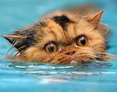 Image result for Funny Cat Swimming Pool
