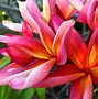 Image result for Tropical Exotic Plants