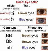 Image result for Genotypes for Eye Color