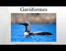 Image result for Gaviiformes