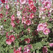 Image result for Alcea rosea indian spring