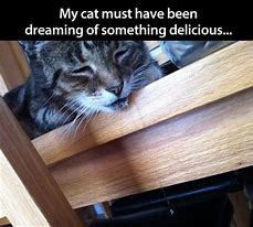 Image result for Drooling Cat Meme