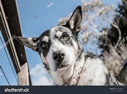 Image result for Dog Looking Down at Camera