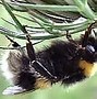 Image result for "bumble-bee"